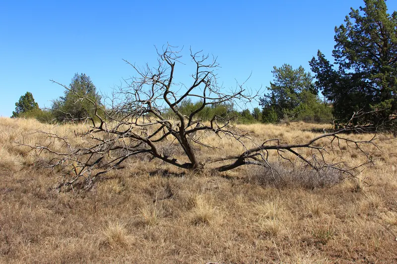 Rolling sand hills dotted with western juniper under a blue sky