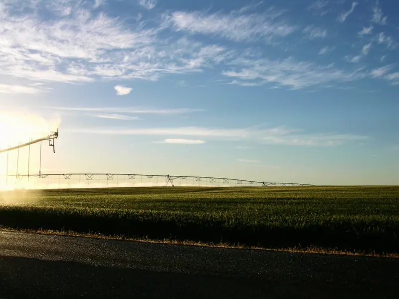 A green wheat field with an irrigation line at sunrise on Clark Road in Pasco